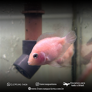Papagaio White 4-8cm