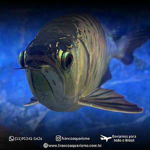 Aruanã CrossBack Golden Blue Base 45-50cm