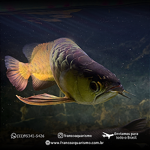 Aruanã CrossBack Golden Blue Base 45-50cm