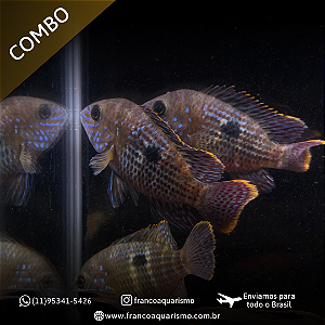 COMBO - 5 Green Terror 5-8cm