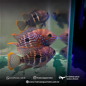 COMBO - 5 Green Terror 5-9cm