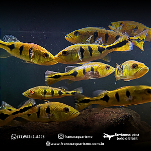 Tucunaré Brokopondo 4-7cm