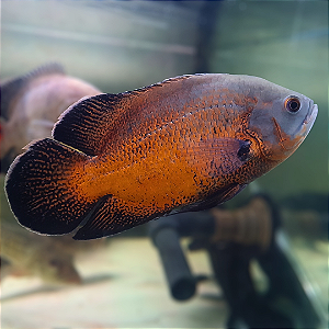 Oscar Bronze A 20-25cm