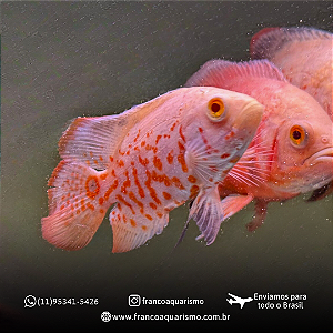 Oscar Albino Red Tiger (Padrão AA) 9-14cm