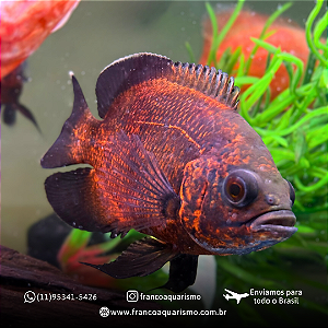 Oscar Bronze (Padrão AA) 8-10cm