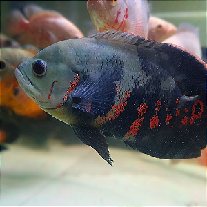 Oscar Red Tiger 18-22cm