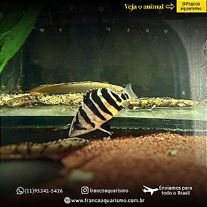 Datnioides Microlepis 2-4cm