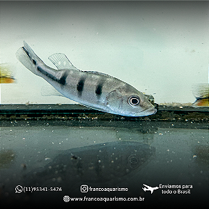 COMBO Tucunarés - Monoculos amarelo + Cinza