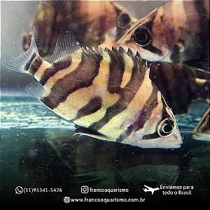COMBO - 5 Datnioides Microleps 2,5-3,5cm