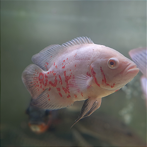 Oscar Albino Red Tiger A 15-20cm
