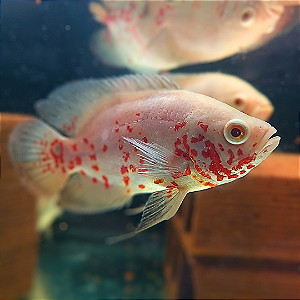 Oscar Albino Red Tiger Especial 10-15cm
