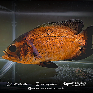 Oscar Bronze AA 15-20cm