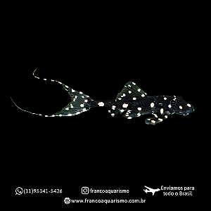 Acanthicus adonis pleco (L155) 15-18cm