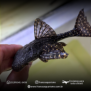 Acanthicus Adonis Pleco (L155) 15-18cm