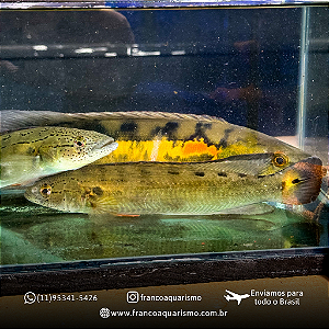 Jacundá Marmorata 20-24cm