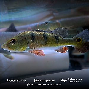 Tucunaré Monoculos A 17-22cm