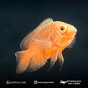 Oscar Red Ruby Albino A 8-12cm