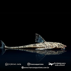 Cascudo Loricária 9-14cm