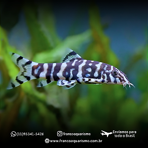 Botia Lohachata 4-7cm