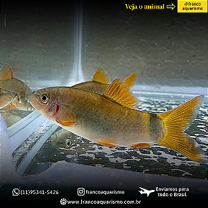 Botia Modesta 4-7cm