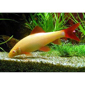 Labeo Frenatus Albino 4-8cm