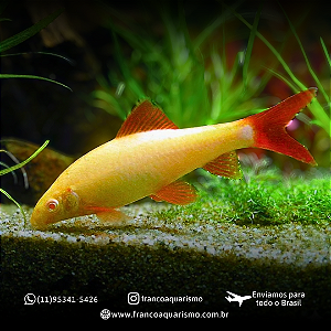 Labeo Frenatus Albino 4-8cm