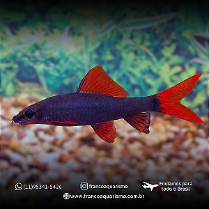 Labeo Frenatus 4-8cm