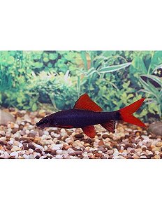 Labeo Frenatus 4-8cm