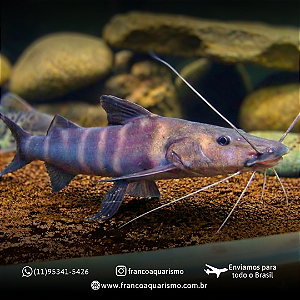 Brachyplatystoma juruense - Zebra Flash 20-25cm