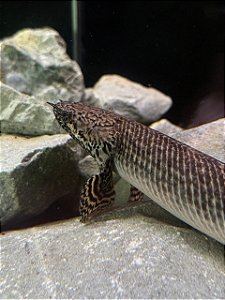 Polypterus Ornatipinnis / Ornatus 5-7cm