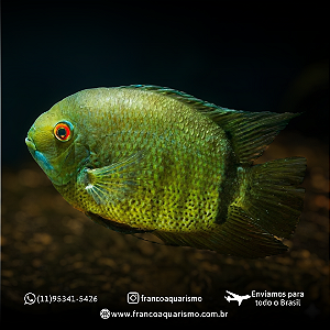 Acará Severo Green 4-7cm