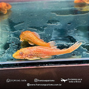 Cascudo Albino 8-12cm