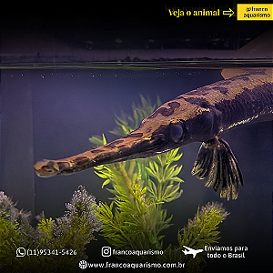 Longnose gar (Lepisosteus osseus) 35-40cm