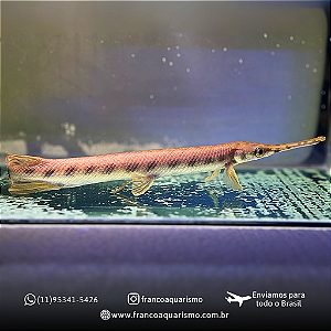 Longnose gar (Lepsosteus osseus) 35-40cm