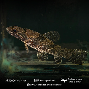 Trairão amazônico - Hoplias Aimara 12-15cm