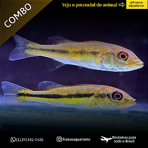 COMBO - 3 Tucunaré fogo 3-6cm