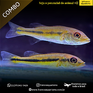 COMBO - 3 Tucunaré fogo 3-6cm