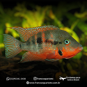 Acará Boca de Fogo (5-9cm)