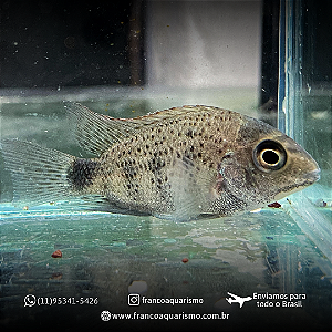 Vieja Argentea (Ciclídeo Branco) 4-8cm