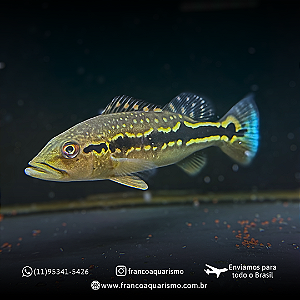 Tucunaré Fogo Especial 10-15cm