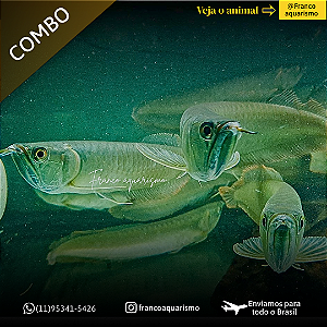 COMBO - 3 Aruanãs Prata 12-16cm