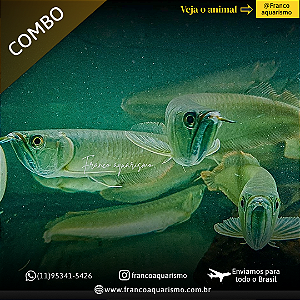 COMBO - 3 Aruanãs Prata 12-16cm