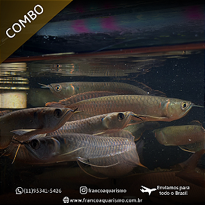 COMBO - 3 Aruanãs Prata 12-16cm