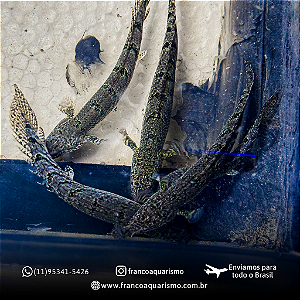 Polypterus Delhezi 11-15cm