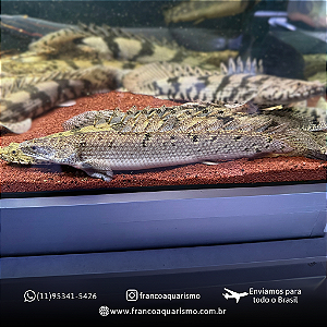 Polypterus Delhezi 21-25cm