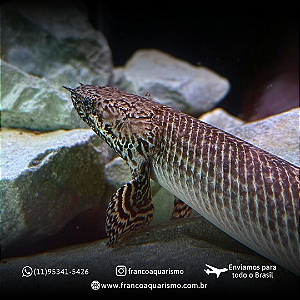 Polypterus Ornatipinnis / Ornatus 7-10cm