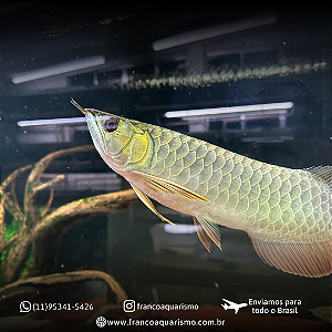 Aruanã Crossback Gold 24K 15-20cm