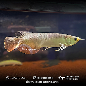 Aruanã Crossback Gold 24K 15-20cm