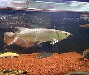 Aruanã Cross Back Gold 24K 15-20cm