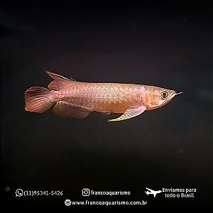Aruanã Asiática Supreme Red 15-20cm
